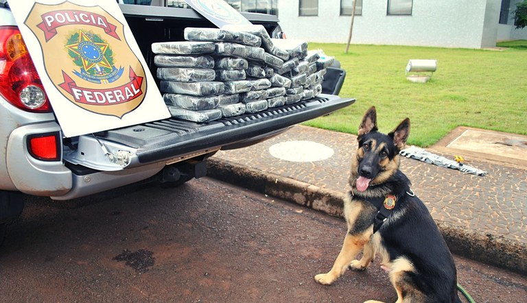 Cerca de 250 kg de maconha são encontrados pela PF em matagal
