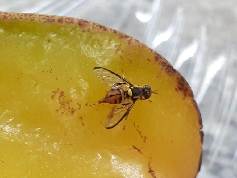 Entenda porque Amazonas entrou em emergência sanitária por conta da mosca-da-carambola