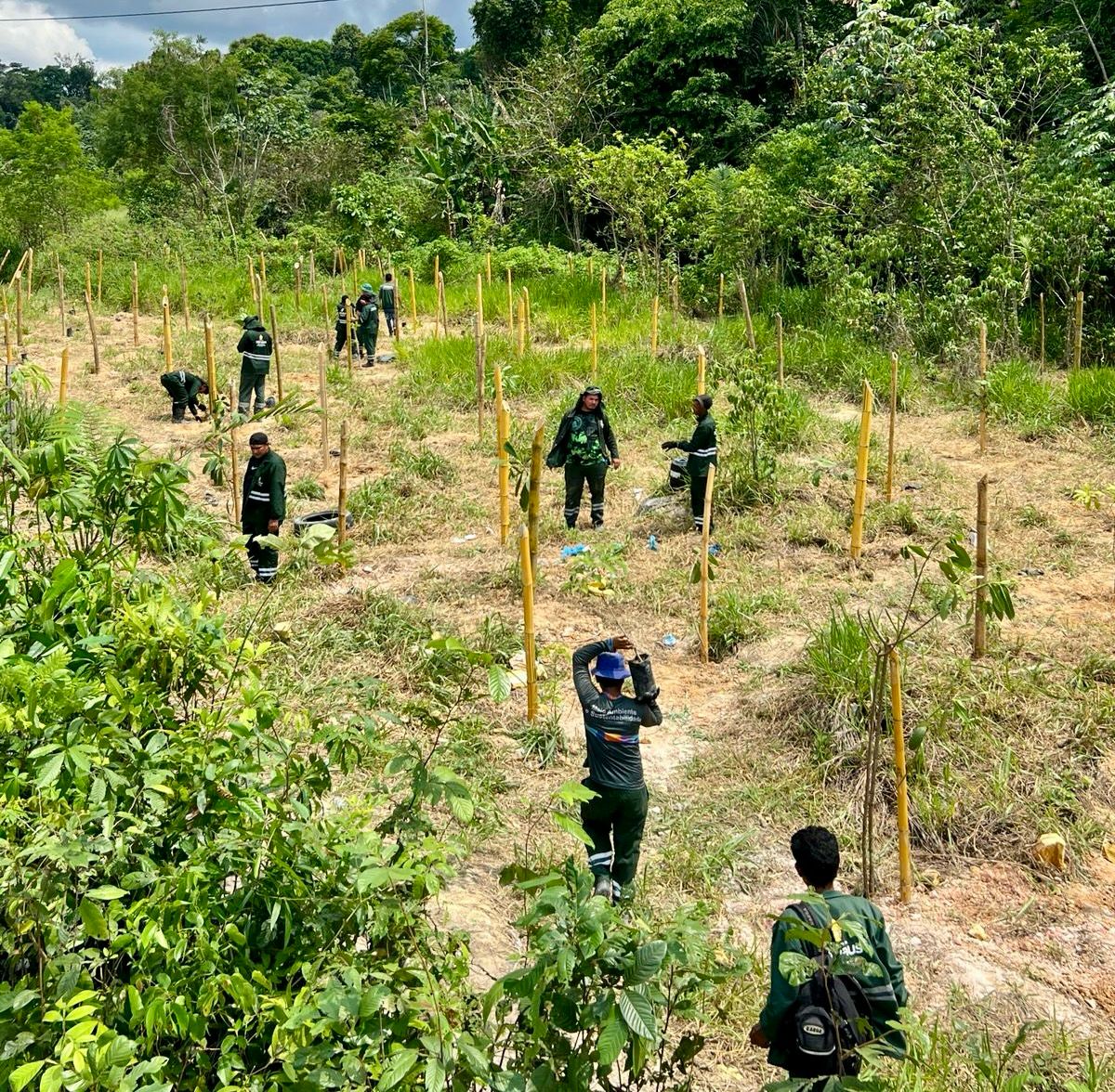 Área de Proteção Ambiental destruída por invasores é reflorestada em Manaus