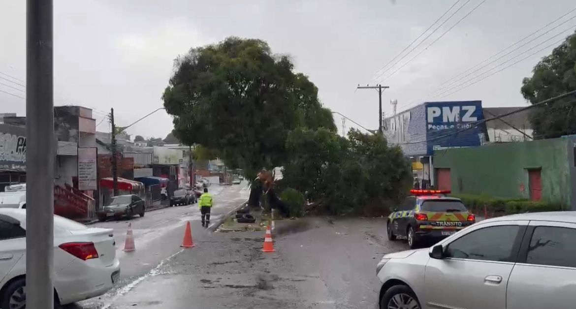 Árvore tomba e bloqueia avenida em Manaus