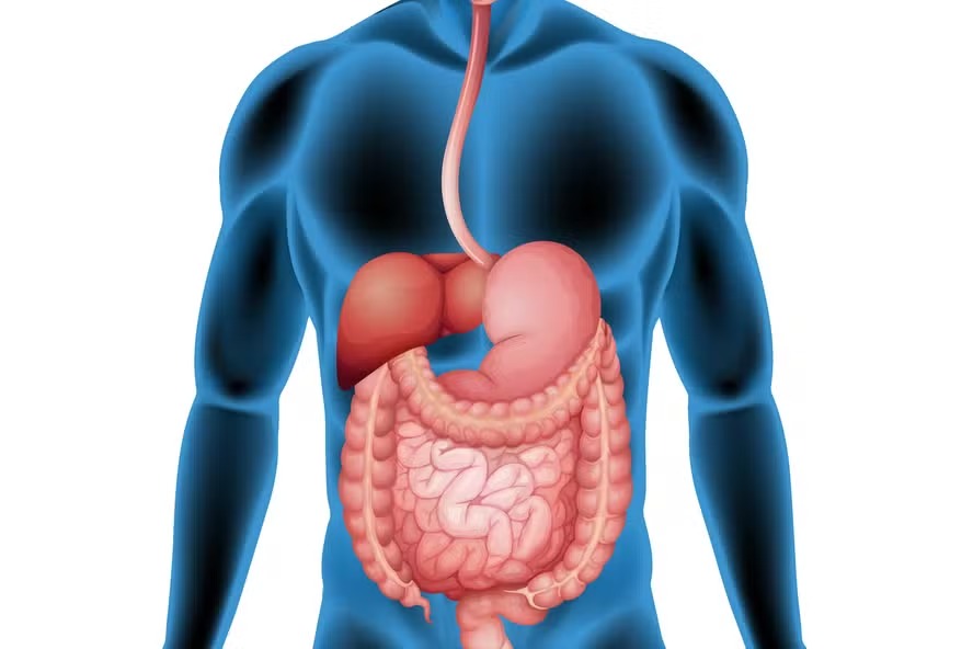 Primeiro remédio contra doença hepática gordurosa grave é aprovado nos EUA