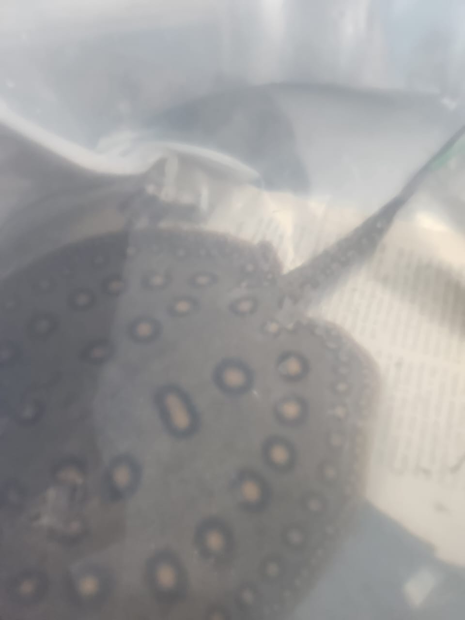 Mulher é presa ao ser flagrada contrabandeando arraias de Manaus para São Paulo