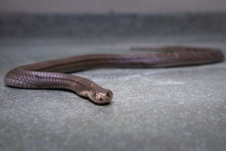 Filhote de naja que sumiu no Butantã é encontrado em encanamento