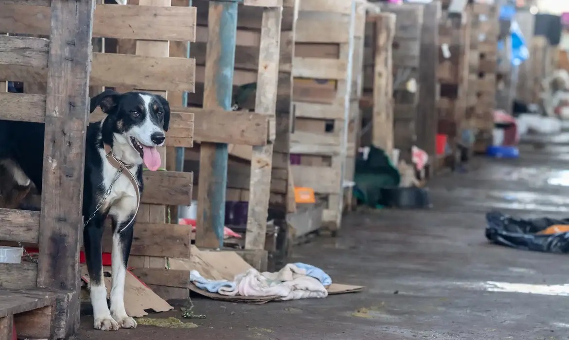 Após enchentes no RS, abrigos tentam encontrar lar para quase 20 mil animais