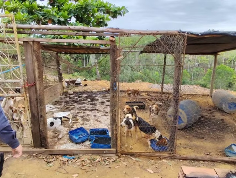 80 cachorros são resgatados em estado de desnutrição em meio a animais mortos