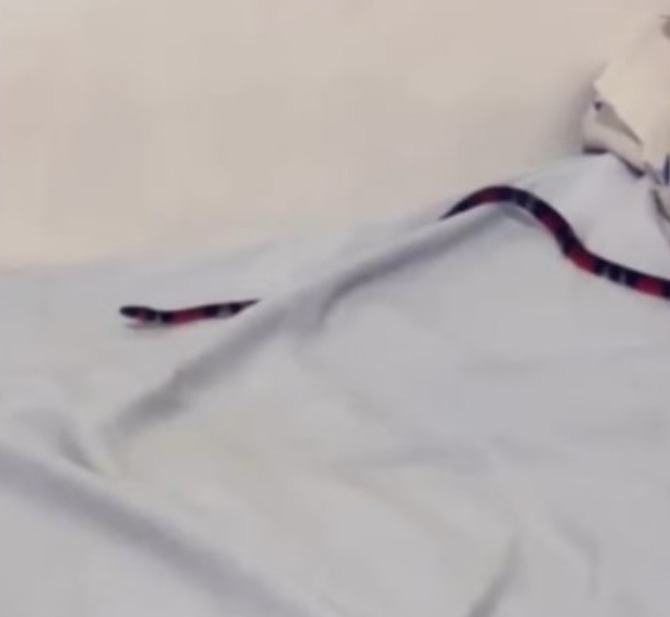 Mulher leva susto ao acordar com cobra subindo pelo pescoço 