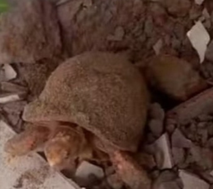 Mulher encontra jabuti vivo embaixo de piso de casa e acredita que ele estava preso há 10 anos