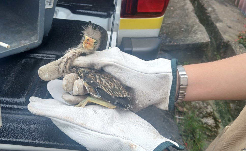 Filhote de pássaro socó-boi é resgatado após cair em quintal de casa na Cidade de Deus