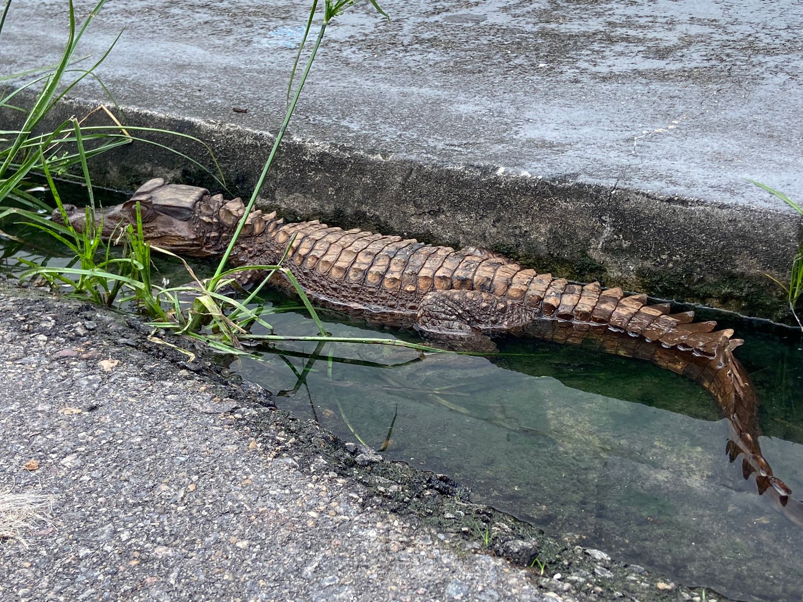 Jacaré barra saída de morador em Manaus e se "estaciona" ao lado do carro
