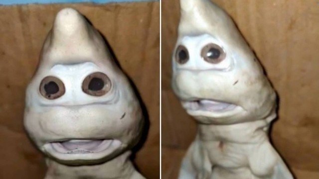 Tubarão com aparência 'bizarra' é encontrado e vira atração em ilha