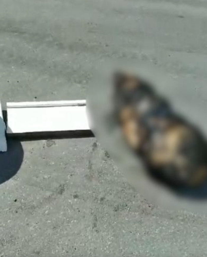 Rottweiler encontrada morta no Cidade Nova estava grávida e sofreu várias fraturas