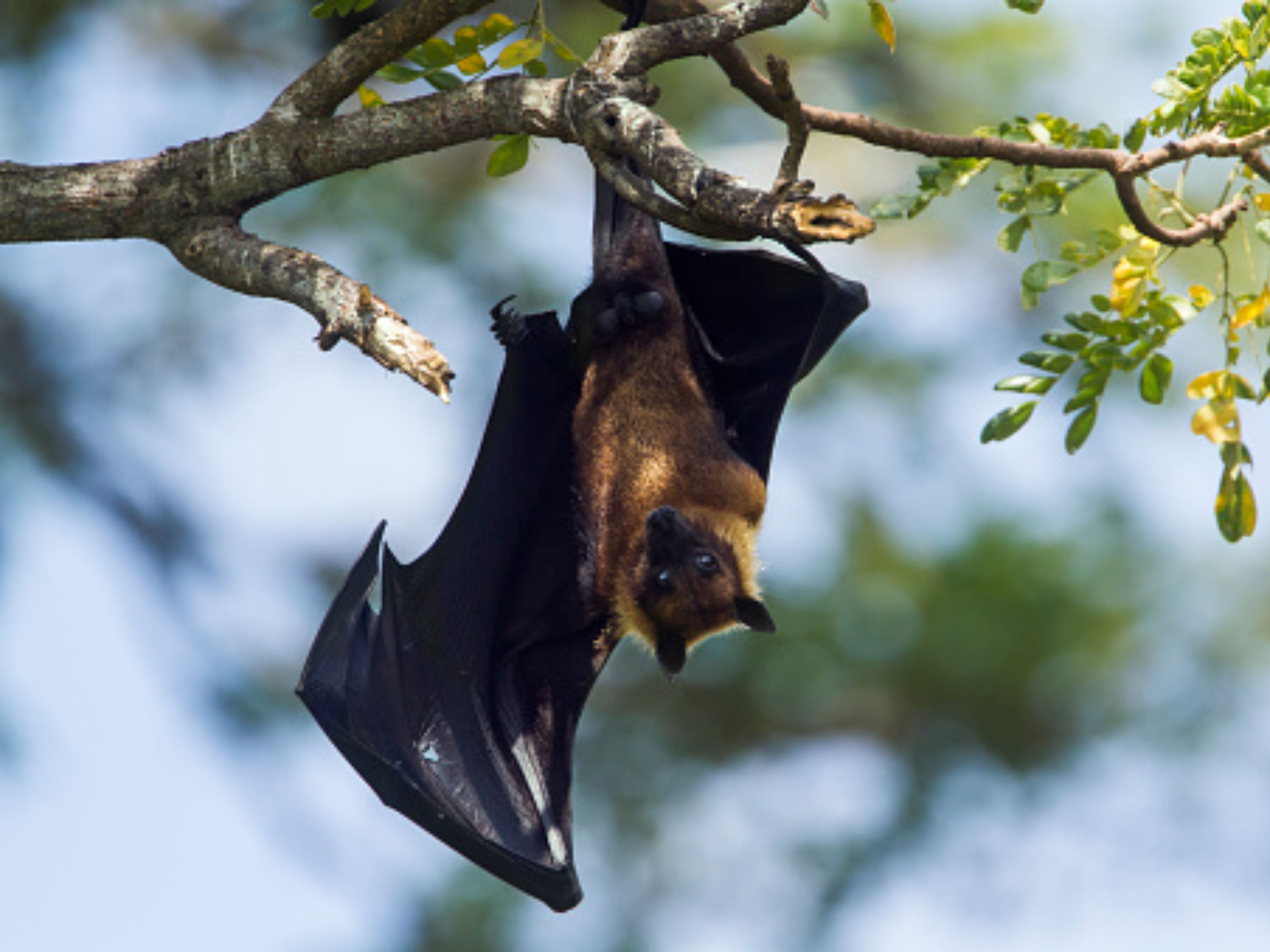 Com sintomas parecidos com covid, enfermeira descobre doença do morcego