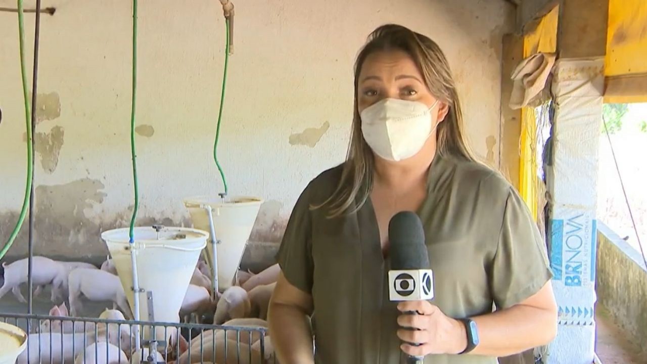 Vídeo: Repórter da Globo é atacada por porcos durante gravação em fazenda