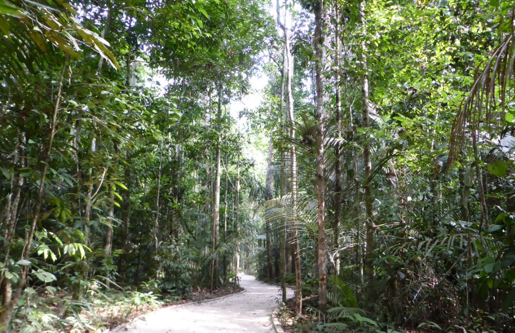 5 adolescentes desaparecem em mata da reserva Adolpho Ducke em Manaus