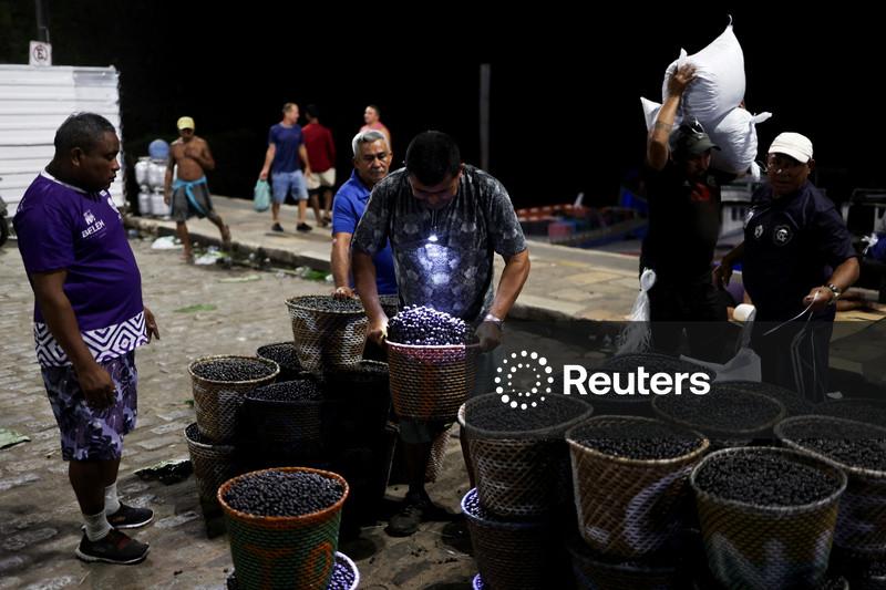 Açaí e grãos de café: Belém testa caminho para economia em Amazônia livre de desmatamento