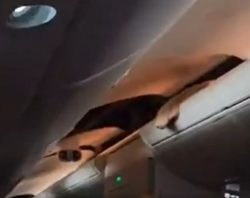 Criança é achada no compartimento de malas ao ser arremessada durante turbulência em avião