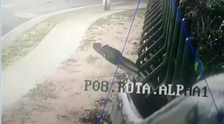 Câmera de segurança registra cobra gigante em muro de condomínio de Manaus