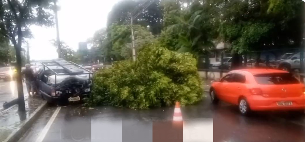 Árvore vai parar no meio de avenida durante acidente em Manaus