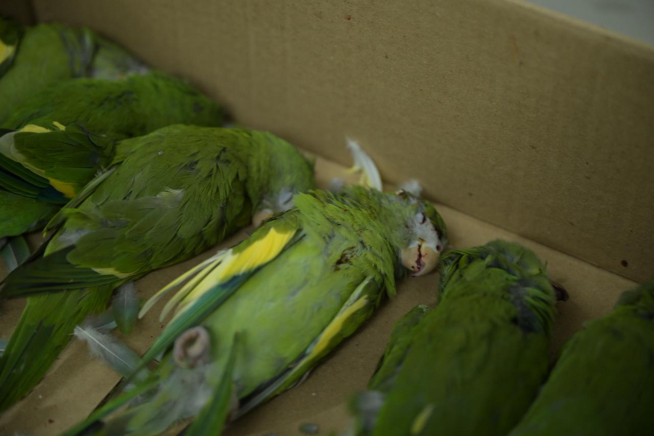 Imprudência no trânsito mata e fere dezenas de periquitos na Av. Ephigênio Salles