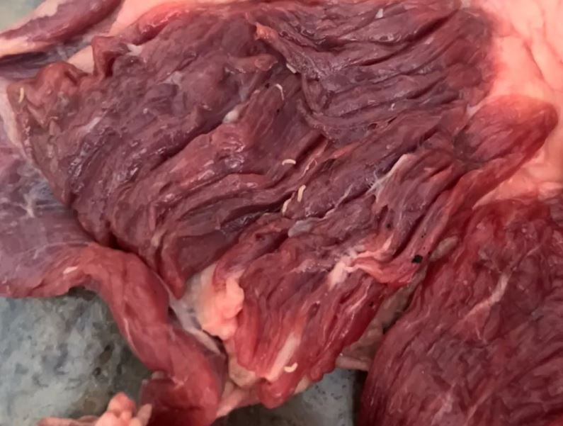 Família tem 'vômito coletivo' ao descobrir que comeu churrasco infestado de larvas 