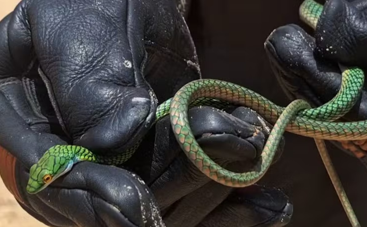 Mulher salta de moto após cobra surgir de compartimento do veículo no Amazonas