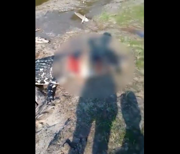 Jacaré arranca pé de pescador e tem cabeça decepada por homens no Amazonas