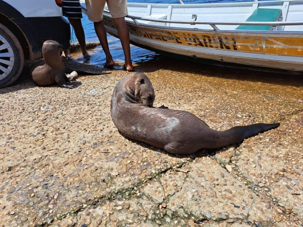 Ariranha resgatada sai de Manaus para conservação da espécie em São Paulo