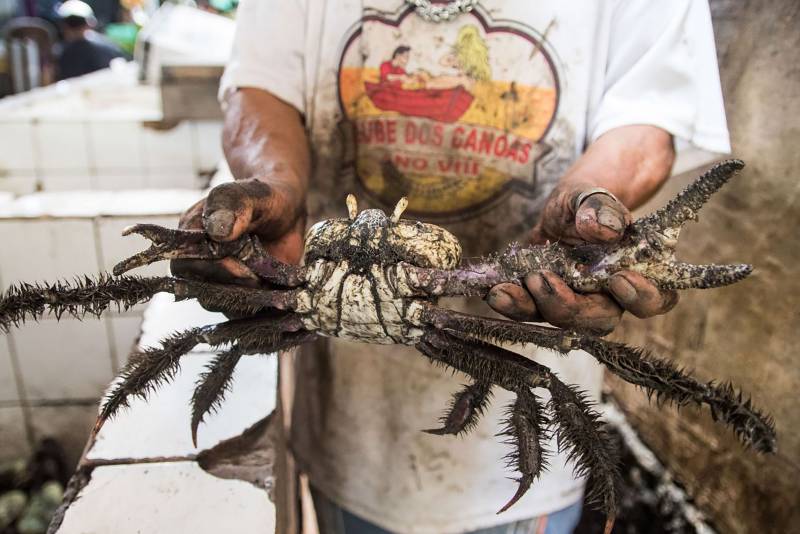 Instituto divulga períodos de defeso do caranguejo-uçá no Pará em 2025