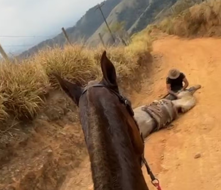 Homem que decepou patas de cavalo ainda vivo é condenado