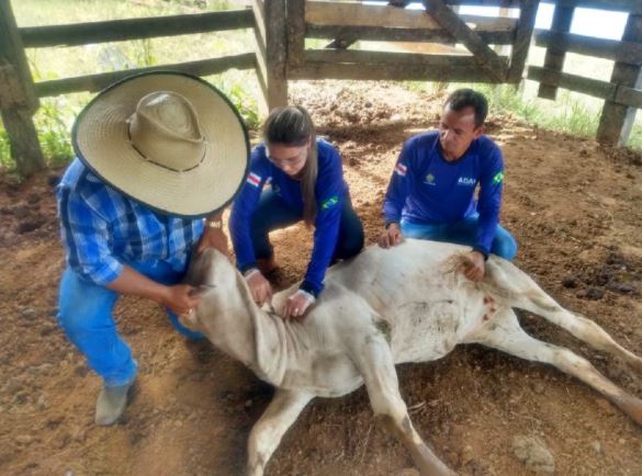 Prazo para veterinários atualizarem dados termina na próxima semana no AM