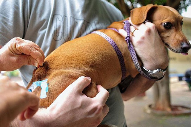 Campanha antirrábica é iniciada na zona rural de Manaus