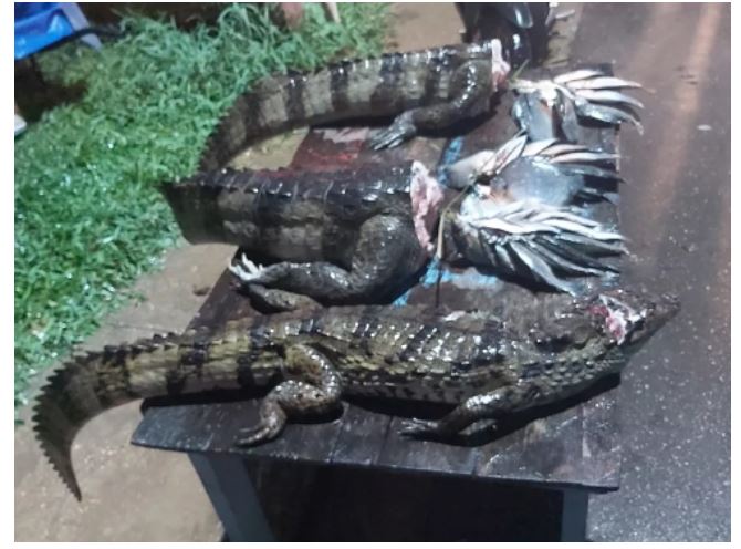 Pescador é preso vendendo jacarés em via pública no Amazonas