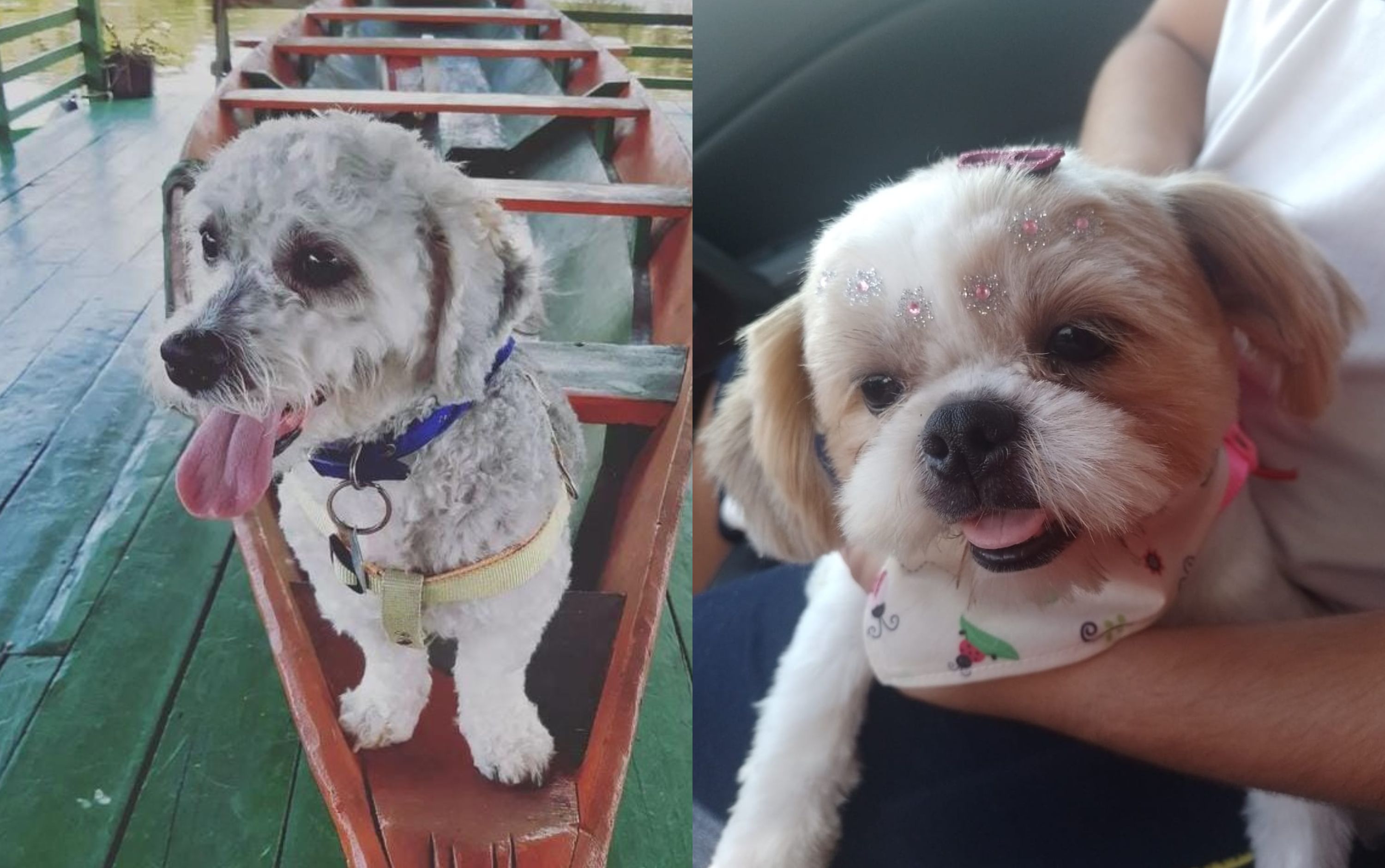 Família oferece recompensa para quem encontrar casal de Shih-tzu perdido em Manaus
