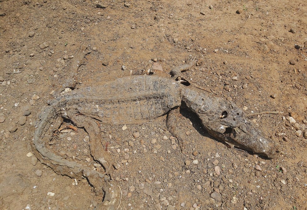 Jacarés são removidos de área no Pantanal para evitar canibalismo em seca severa