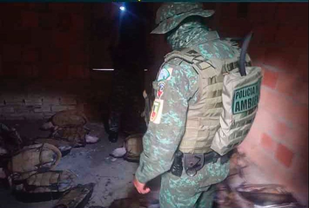 Mais de 30 tartarugas capturadas ilegalmente são apreendidas em terreno no Amazonas