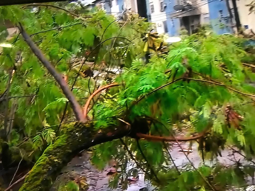 Temporal causa tombamento de árvores em Manaus 