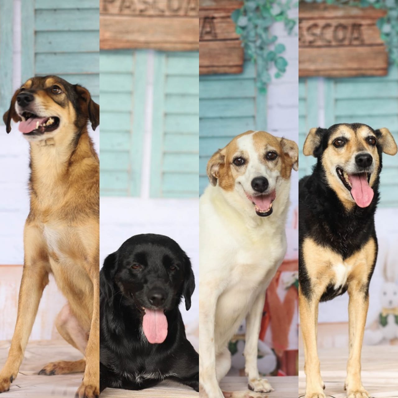 100 cachorros estão disponíveis para adoção em feira virtual de Manaus