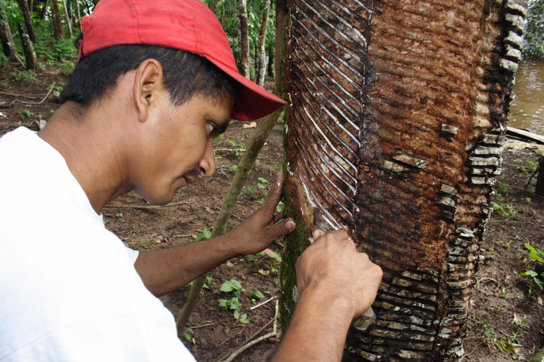 Governo aumenta o valor do auxílio ao seringueiro no Amazonas