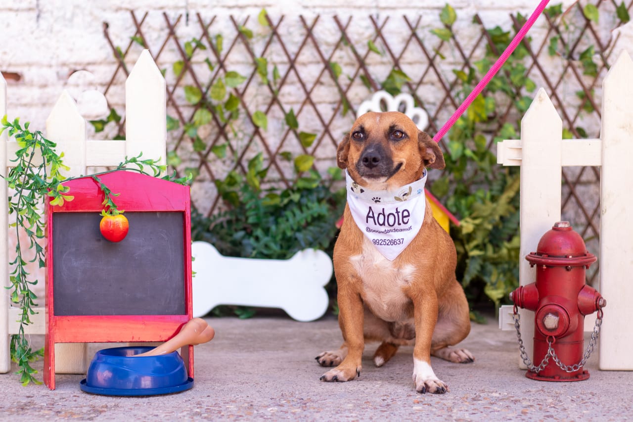 Mais de cem cachorros e gatos estarão disponíveis para adoção em evento em Manaus