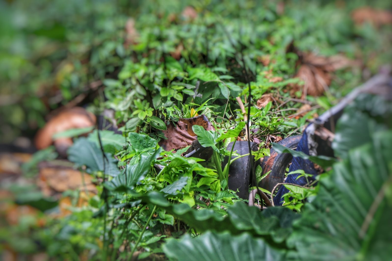 Homem achado em mata foi morto a tiros na hora de foguetório do CV em Manaus