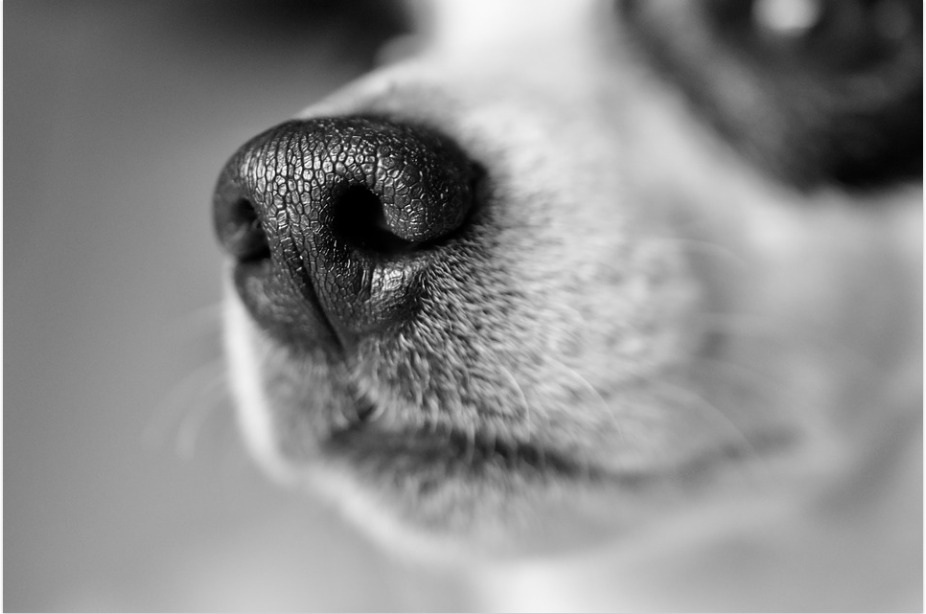 Latam suspende transporte de pets no porão de aviões após morte de cão