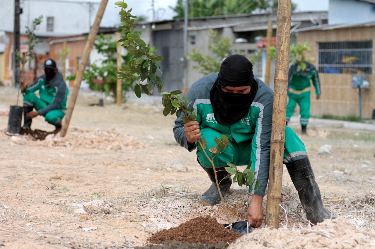 Aniversário de Manaus é comemorado com plantio de 352 mudas de plantas nativas