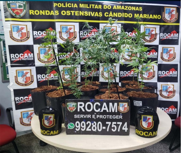 Polícia descobre plantação de maconha ao prender suspeito por roubo em Manaus