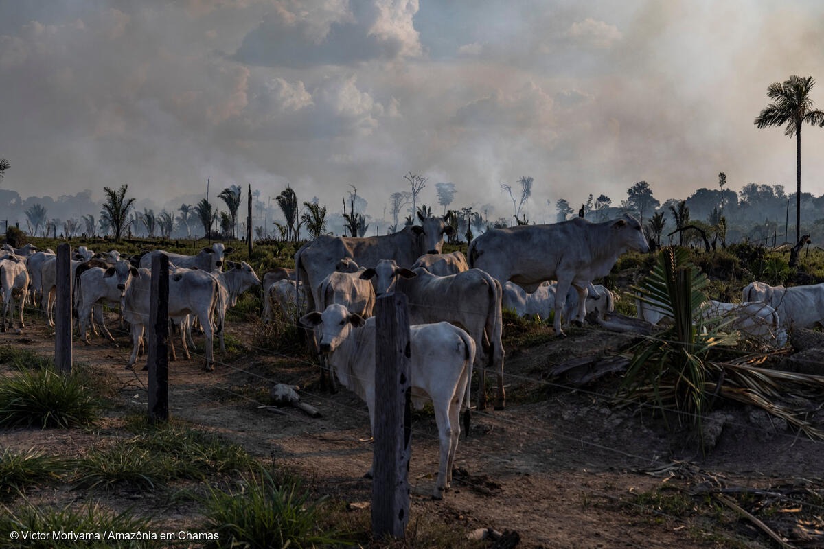 Em 23 anos, pastagens e grilagens destruíram 21 milhões de hectares da floresta amazônica