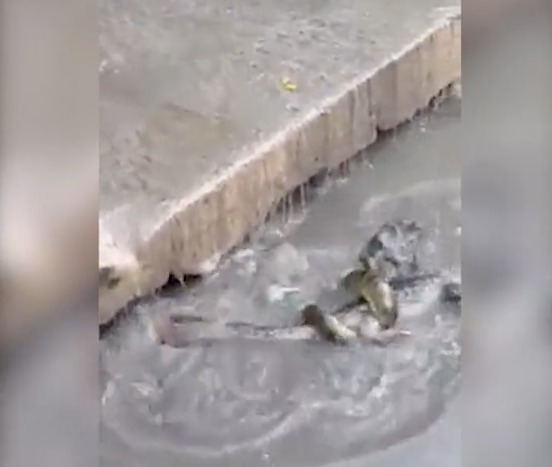 Jacaré e Sucuri se enfrentam em igarapé de Manaus; veja vídeo