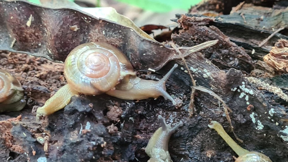 Espécie de caracol suspeita de causar meningite foi detectada no Amazonas