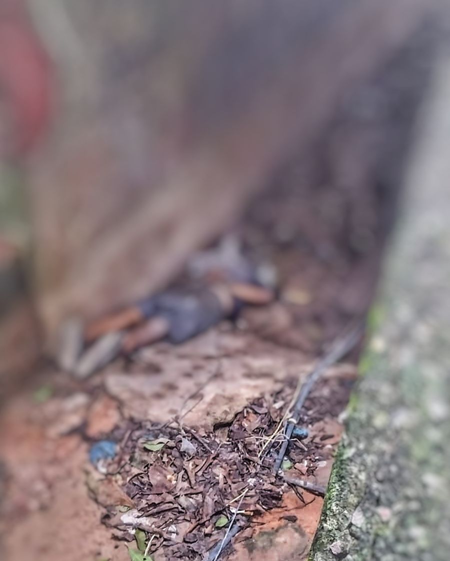 Com mãos e pés amarrados, homem é achado morto debaixo de ponte em Manaus