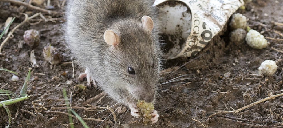 Especialistas em Manaus alertam para os riscos da subnotificação de leptospirose