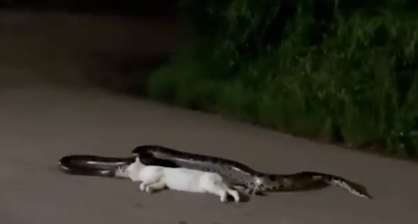 Vídeo impressionante mostra sucuri engolindo gato em Porto Velho; veja