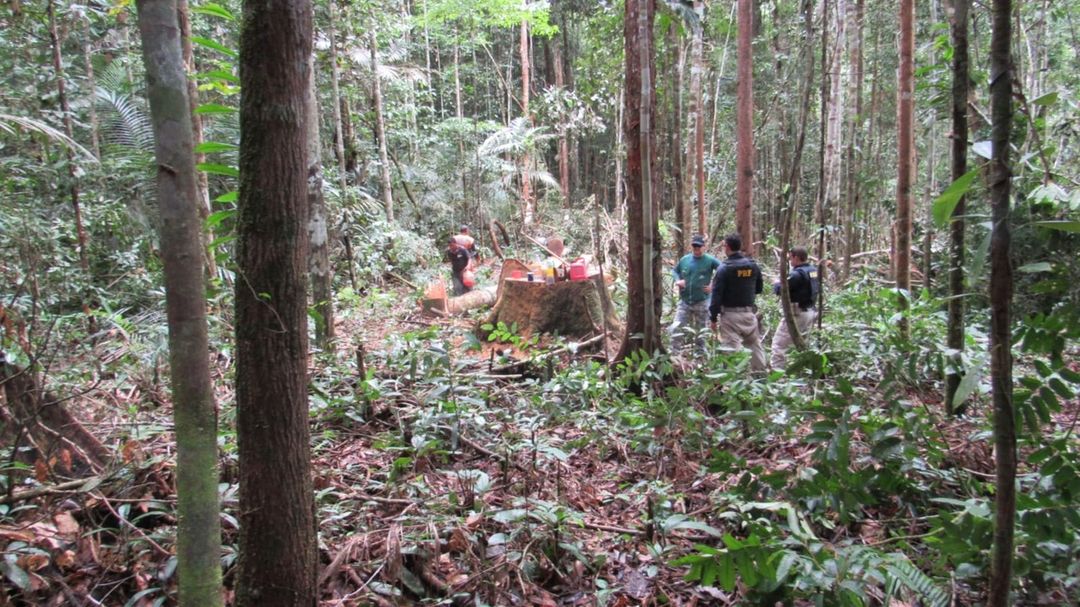 PRF flagra homens cortando árvores ilegalmente na BR-174 no Amazonas